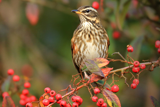 A redwing perched on a berry-laden branch