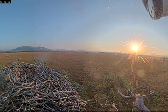 2024 Foulshaw Moss osprey nest - - September Sunrise