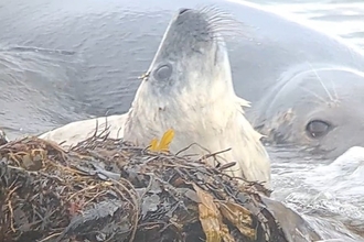 Image of seal pup with seaweed and adult grey seal behind