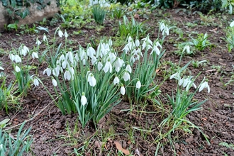 snowdrops