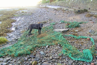 Dog guarding commercial fishing net washed up on the beach