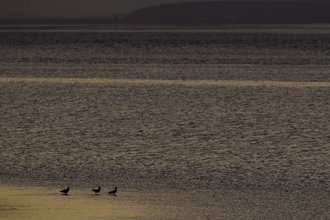 Sunrise over coastal mudflats with gulls on shoreline, Solway Firth, Cumbria, England. Copyright Peter Cairns/2020VISION