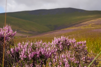 Image of Skiddaw with purple heather in the foreground