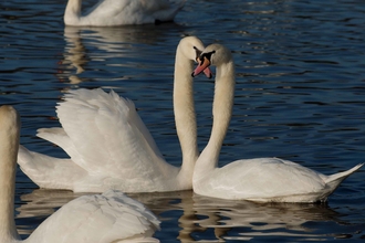 two mute swans credit Gillian Day