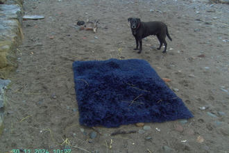 Large blue RUG washed up on the beach