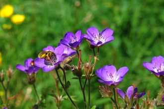 Image of mason bee on purple wood crane's-bill flower