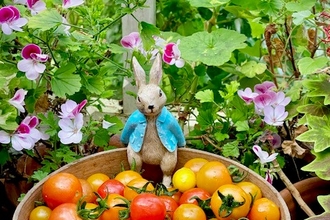 Harvested tomatoes at Peter Rabbit Garden at The World of Beatrix Potter in Bowness-On-Windermere