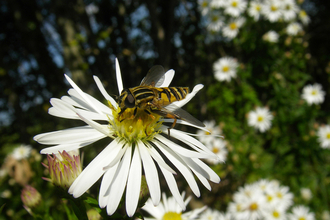 Hoverfly on oxeye daisy credit Vaughn Matthews