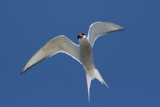 Image of Arctic tern flying against blue sky