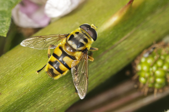 Image of batman hoverfly on plant