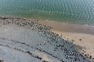 Drone image of grey seals on beach at South Walney Nature Reserve