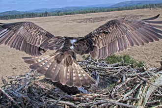 2024 White YW flying in with Blue 35 on the nest