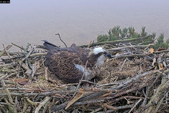 #FoulshawOspreys 1st egg laid 10 April 2025