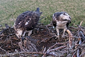 Hungry #FoulshawOspreys chicks enjoying their supper