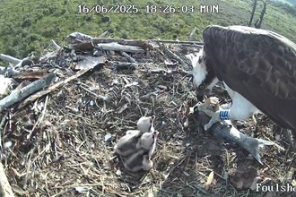 Image of osprey feeding fish to two small osprey chicks on nest