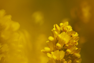 Common Gorse (Ulex europaeus) in spring, Suffolk, United Kingdom. April 2011. © Neil Aldridge