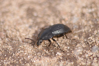 A black snail beetle crossing a path