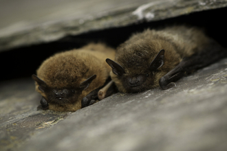 Common pipistrelle bats