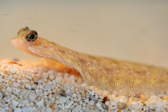 Lemon sole copyright Amy Lewis