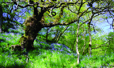 Argill woods nature reserve - bluebells in springtime