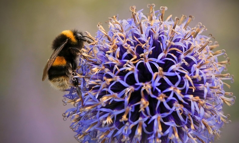 image of Buff tailed bumblebee on purple flower-c- jon hawkins