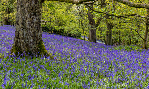 Bluebell wood flakebridge - copyright andrew locking