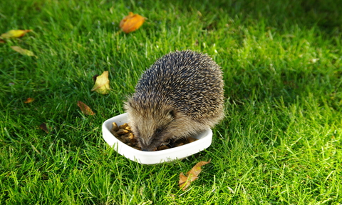 can you get sick from touching a hedgehog