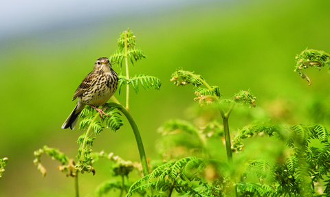 Meadow pipit on bracken  - copyright tom marshall 