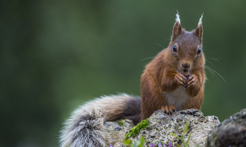 September 2019: Red squirrel by Rosamund Macfarlane