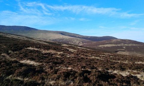 Skiddaw Forest