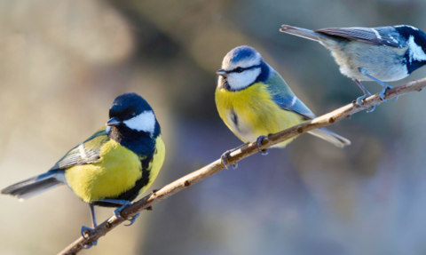 Home | Cumbria Wildlife Trust