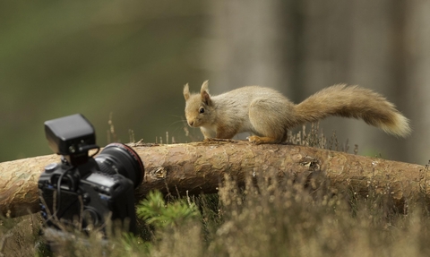 Red squirrel (Sciurus vulgaris) looking at camera, Cairngorms National Park, Scotland copyright Peter Cairns/2020VISION