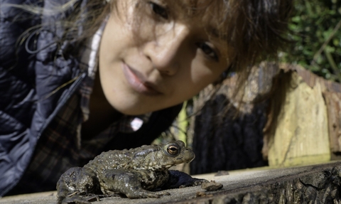 Asian woman looks at toad in garden copyright Nick Upton/2020VISION