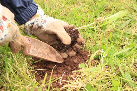 Planting For Pollinators | Cumbria Wildlife Trust