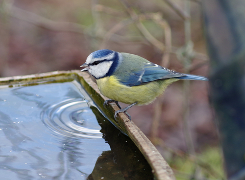 Actions | Cumbria Wildlife Trust