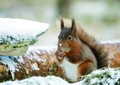 Gift Membership | Cumbria Wildlife Trust