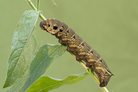 Survival strategies of butterflies and moths Cumbria Wildlife Trust