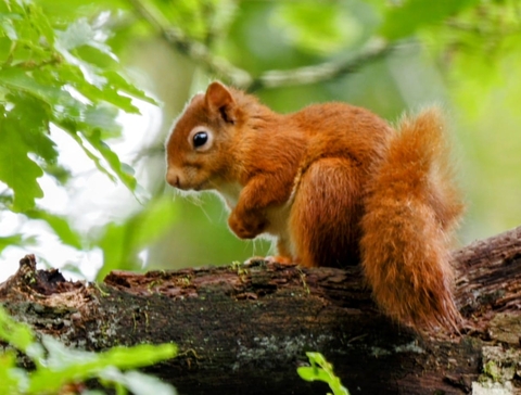 Cumbria’s Red Squirrels Receive Funding Boost | Cumbria Wildlife Trust