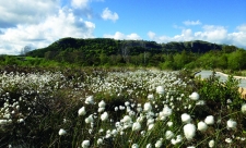 Smardale | Cumbria Wildlife Trust