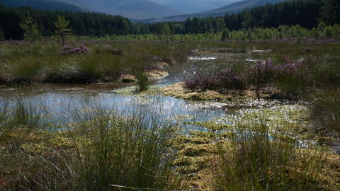 Lowland fen  The Wildlife Trusts