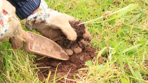 Close up image of a volunteer's hands in gardening gloves planting a meadow flower plug plant 