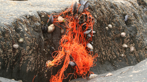 image of Marine litter - fishing ghost gear on shore mussels