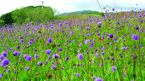 image of purple wild flowers in a meadow with woodland in background