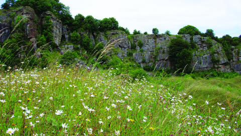 image of wild flower daisies and limestone rock formations at clints quarry nature reserve