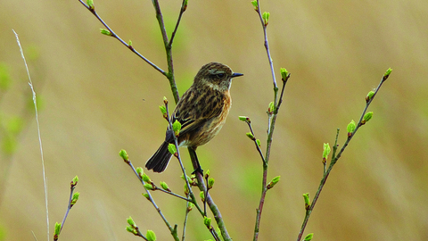 Stone chat on a tree in spring - copyright Ian alexander waite