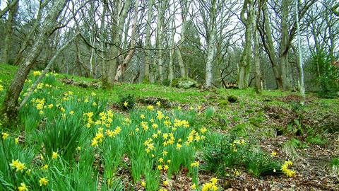 image of ivy crag wood reserve landscape in spring with daffodils