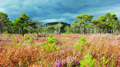 image of Meathop moss nature reserve landscape