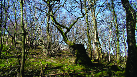 image of Park wood nature reserve in winter