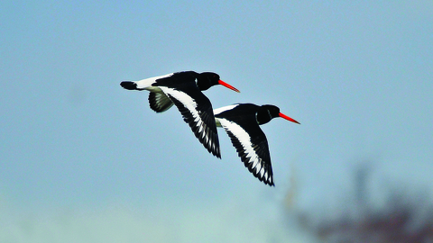 oystercatchers -copyright steve waterhouse