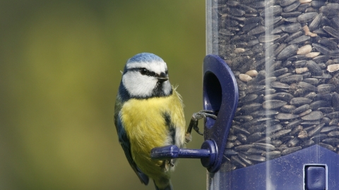 image of a blue tit on a bird feeder - copyright nicholas watts